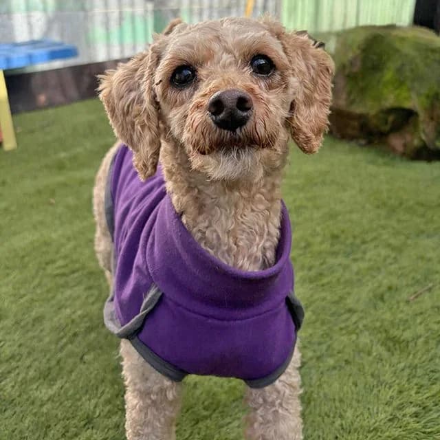 Donna, Poodle (Many Tears Animal Rescue)