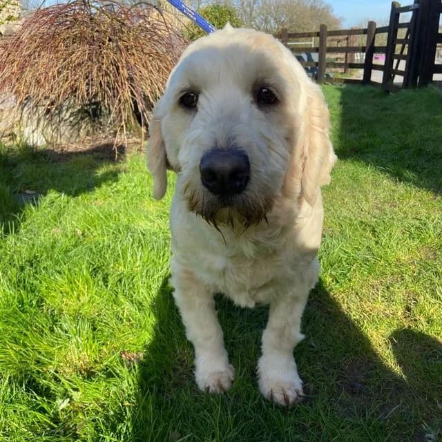 Wendy, female Goldendoodle for adoption at Many Tears Animal Rescue, Llanelli
