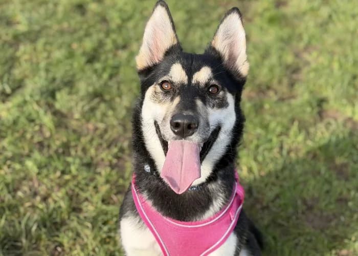 Daisy
									
																		
									
										Reserved
									
									
									
						, female Husky for adoption at RSPCA Danaher Animal Home, Braintree