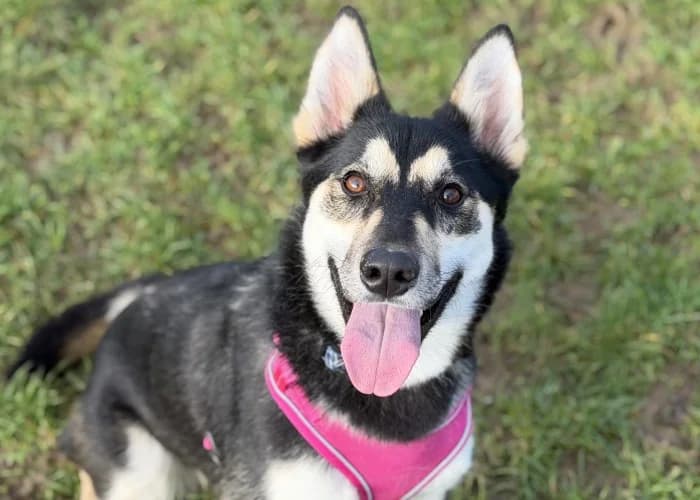 Daisy
									
																		
									
										Reserved
									
									
									
						, black and white female Husky for adoption at RSPCA Danaher Animal Home, Braintree — photo 2 of 6