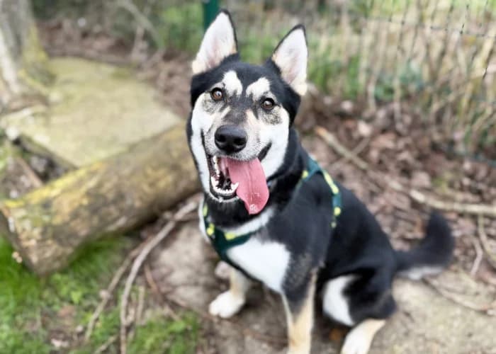 Daisy
									
																		
									
										Reserved
									
									
									
						, black and white female Husky for adoption at RSPCA Danaher Animal Home, Braintree — photo 3 of 6