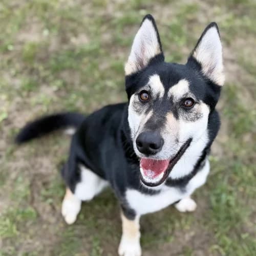 Daisy
									
																		
									
										Reserved
									
									
									
						, black and white female Husky for adoption at RSPCA Danaher Animal Home, Braintree — photo 4 of 6