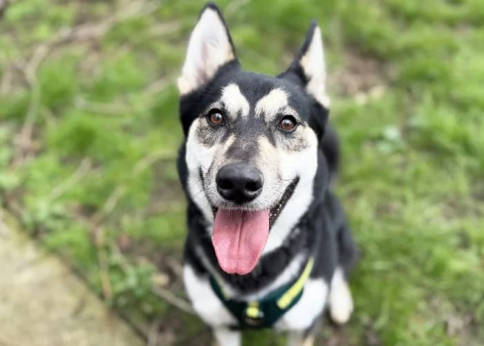 Daisy
									
																		
									
										Reserved
									
									
									
						, black and white female Husky for adoption at RSPCA Danaher Animal Home, Braintree — photo 5 of 6