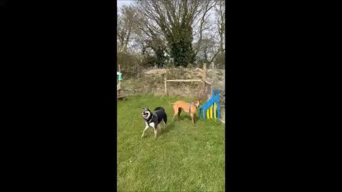 Daisy
									
																		
									
										Reserved
									
									
									
						, black and white female Husky for adoption at RSPCA Danaher Animal Home, Braintree — photo 6 of 6
