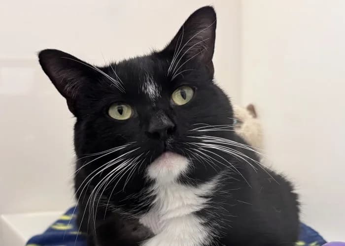 Bigfoot Applications Closed More Information, male Mixed Breed Cat for adoption at RSPCA Danaher Animal Home, Braintree