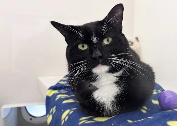 Bigfoot
									
																		
									
										Applications Closed
									
									
			, black male Mixed Breed Cat for adoption at RSPCA Danaher Animal Home, Braintree — photo 2 of 3