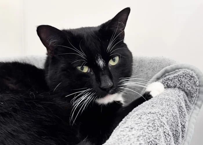 Bigfoot
									
																		
									
										Applications Closed
									
									
			, black male Mixed Breed Cat for adoption at RSPCA Danaher Animal Home, Braintree — photo 3 of 3