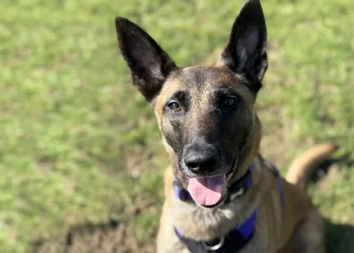 Lyra
									
																		
									
										Available
									
									
									
						, female Belgian Malinois for adoption at RSPCA Danaher Animal Home, Braintree