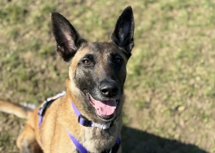 Lyra
									
																		
									
										Available
									
									
									
						, tan female Belgian Malinois for adoption at RSPCA Danaher Animal Home, Braintree — photo 3 of 13