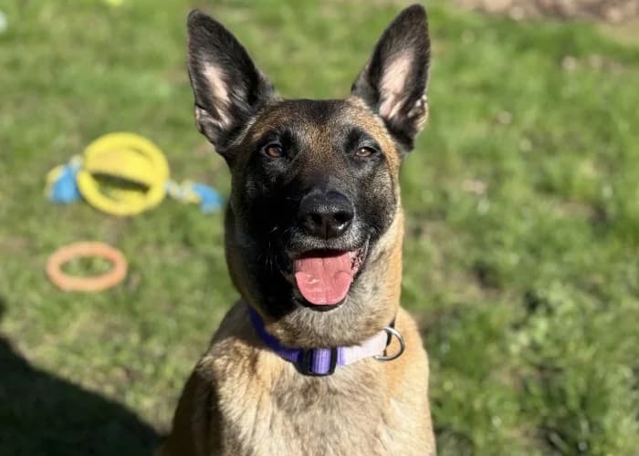 Lyra
									
																		
									
										Available
									
									
									
						, tan female Belgian Malinois for adoption at RSPCA Danaher Animal Home, Braintree — photo 4 of 13