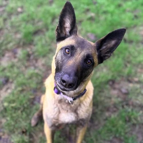 Lyra
									
																		
									
										Available
									
									
									
						, tan female Belgian Malinois for adoption at RSPCA Danaher Animal Home, Braintree — photo 5 of 13