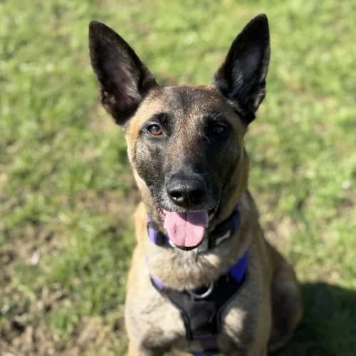 Lyra
									
																		
									
										Available
									
									
									
						, tan female Belgian Malinois for adoption at RSPCA Danaher Animal Home, Braintree — photo 6 of 13
