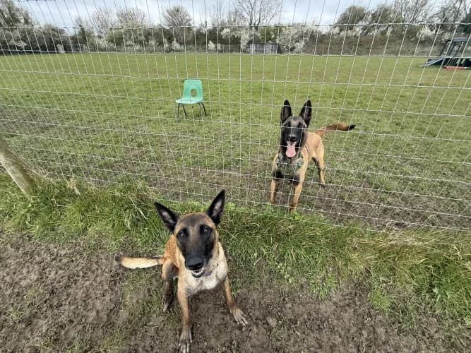 Lyra
									
																		
									
										Available
									
									
									
						, tan female Belgian Malinois for adoption at RSPCA Danaher Animal Home, Braintree — photo 8 of 13