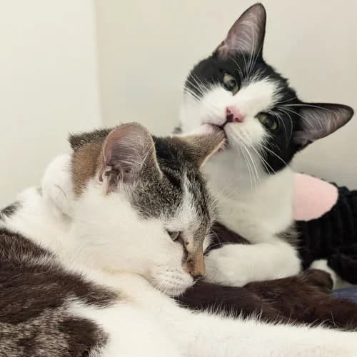 Coco & Tyler
									
																		
									
										Available
									
									
								, male Domestic Shorthair for adoption at RSPCA Danaher Animal Home, Braintree