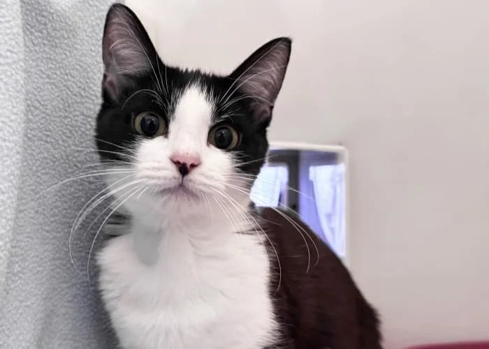 Coco & Tyler
									
																		
									
										Available
									
									
								, black and white male Domestic Shorthair for adoption at RSPCA Danaher Animal Home, Braintree — photo 2 of 4
