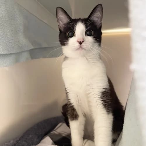 Coco & Tyler
									
																		
									
										Available
									
									
								, black and white male Domestic Shorthair for adoption at RSPCA Danaher Animal Home, Braintree — photo 3 of 4