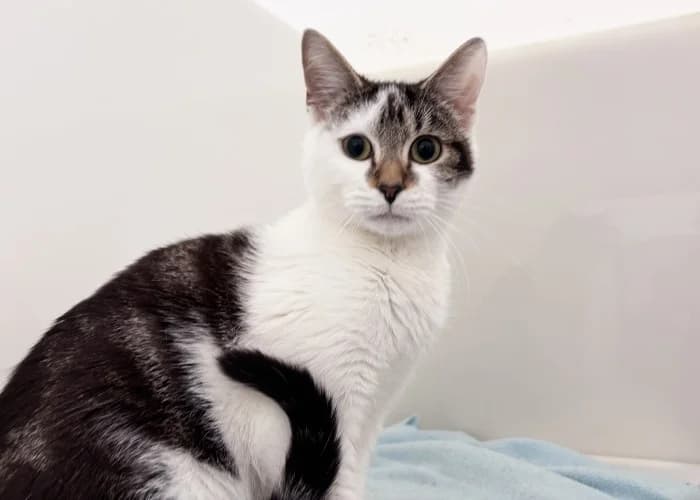 Coco & Tyler
									
																		
									
										Available
									
									
								, black and white male Domestic Shorthair for adoption at RSPCA Danaher Animal Home, Braintree — photo 4 of 4