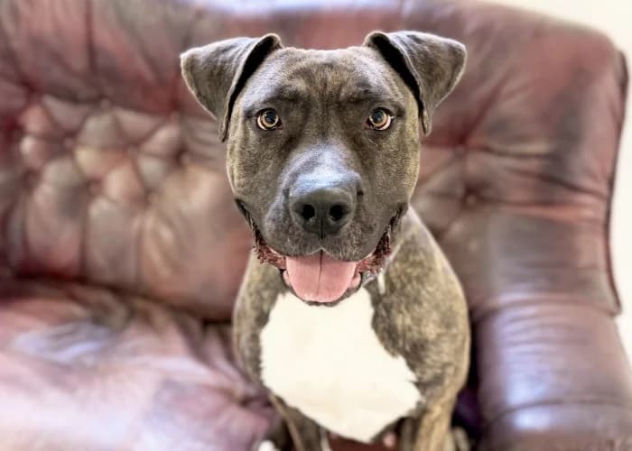 Missy
									
																		
									
										Available
									
									
									
					, grey female Cane Corso for adoption at RSPCA Danaher Animal Home, Braintree — photo 2 of 9