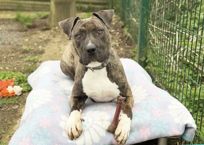 Missy
									
																		
									
										Available
									
									
									
					, grey female Cane Corso for adoption at RSPCA Danaher Animal Home, Braintree — photo 3 of 9