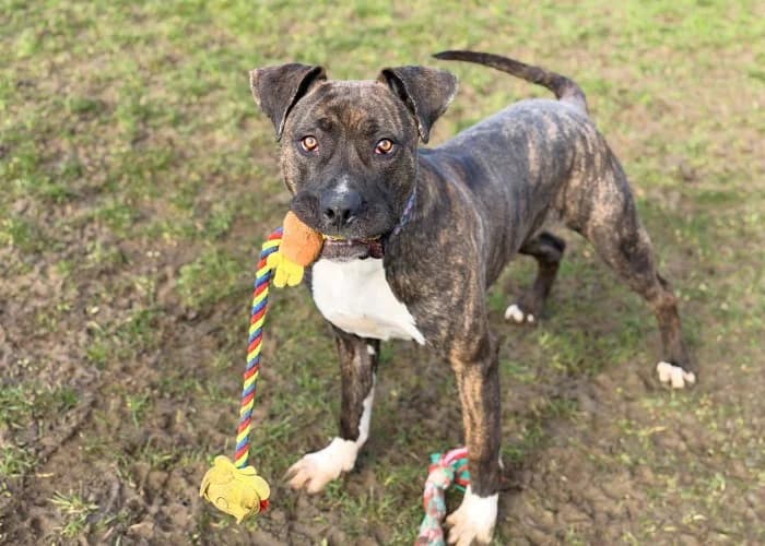 Missy
									
																		
									
										Available
									
									
									
					, grey female Cane Corso for adoption at RSPCA Danaher Animal Home, Braintree — photo 4 of 9