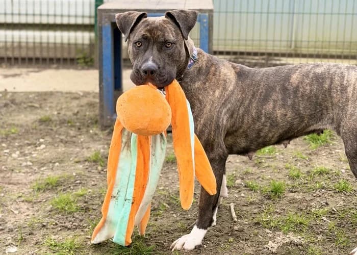 Missy
									
																		
									
										Available
									
									
									
					, grey female Cane Corso for adoption at RSPCA Danaher Animal Home, Braintree — photo 5 of 9