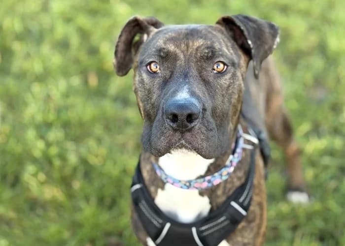 Missy
									
																		
									
										Available
									
									
									
					, grey female Cane Corso for adoption at RSPCA Danaher Animal Home, Braintree — photo 6 of 9