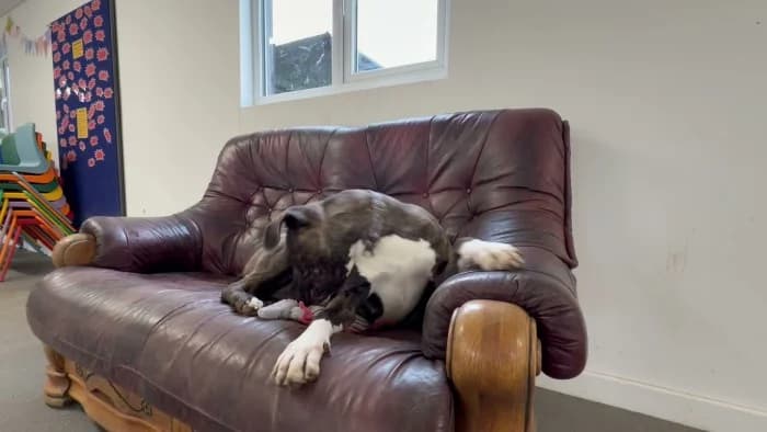 Missy
									
																		
									
										Available
									
									
									
					, grey female Cane Corso for adoption at RSPCA Danaher Animal Home, Braintree — photo 7 of 9