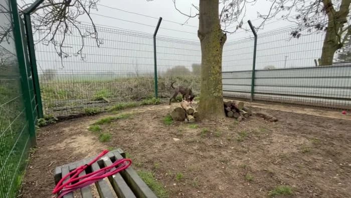 Missy
									
																		
									
										Available
									
									
									
					, grey female Cane Corso for adoption at RSPCA Danaher Animal Home, Braintree — photo 8 of 9