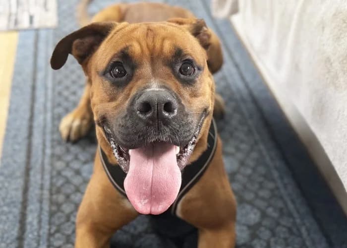 Bronson
									
																		
									
										Available
									
									
									
			, male mixed breed for adoption at RSPCA Danaher Animal Home, Braintree