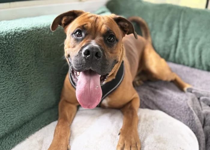 Bronson
									
																		
									
										Available
									
									
									
			, fawn male mixed breed for adoption at RSPCA Danaher Animal Home, Braintree — photo 4 of 12