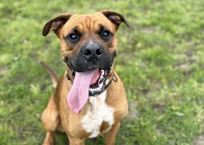 Bronson
									
																		
									
										Available
									
									
									
			, fawn male mixed breed for adoption at RSPCA Danaher Animal Home, Braintree — photo 5 of 12