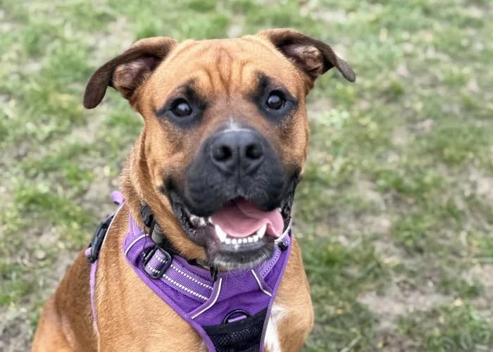 Bronson
									
																		
									
										Available
									
									
									
			, fawn male mixed breed for adoption at RSPCA Danaher Animal Home, Braintree — photo 6 of 12