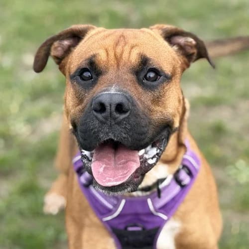 Bronson
									
																		
									
										Available
									
									
									
			, fawn male mixed breed for adoption at RSPCA Danaher Animal Home, Braintree — photo 7 of 12