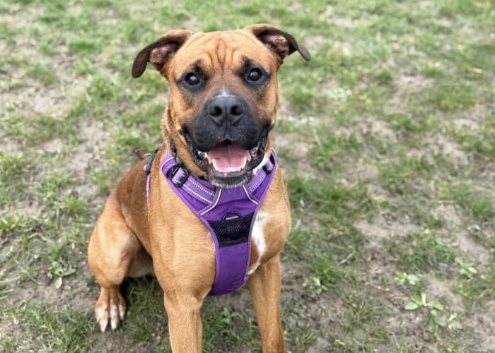 Bronson
									
																		
									
										Available
									
									
									
			, fawn male mixed breed for adoption at RSPCA Danaher Animal Home, Braintree — photo 8 of 12