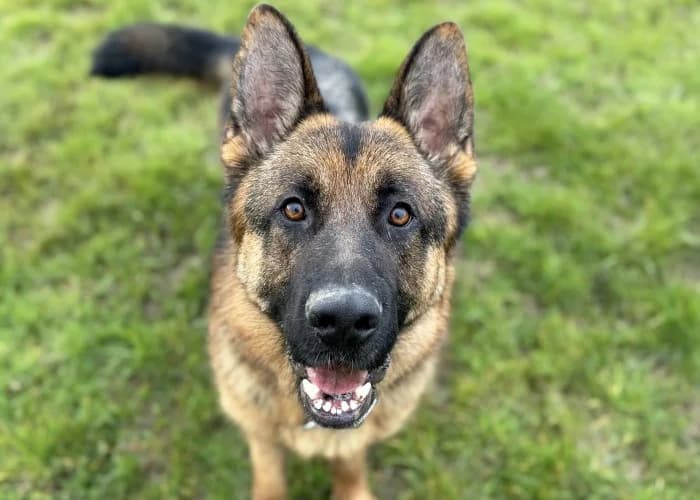 Bear
									
																		
									
										Reserved
									
									
									
							, male German Shepherd for adoption at RSPCA Danaher Animal Home, Braintree