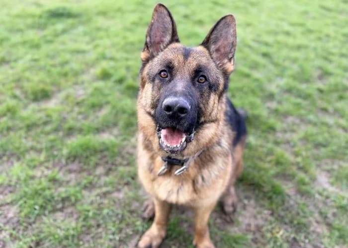 Bear
									
																		
									
										Reserved
									
									
									
							, brown_chocolate male German Shepherd for adoption at RSPCA Danaher Animal Home, Braintree — photo 2 of 5