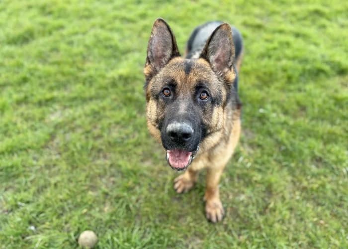 Bear
									
																		
									
										Reserved
									
									
									
							, brown_chocolate male German Shepherd for adoption at RSPCA Danaher Animal Home, Braintree — photo 3 of 5