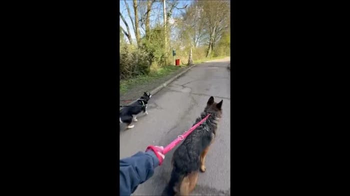Bear
									
																		
									
										Reserved
									
									
									
							, brown_chocolate male German Shepherd for adoption at RSPCA Danaher Animal Home, Braintree — photo 4 of 5