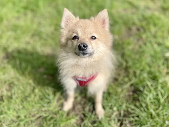 Bella
									
																		
									
										Temporarily Reserved
									
									
				, female Pomeranian for adoption at RSPCA Danaher Animal Home, Braintree