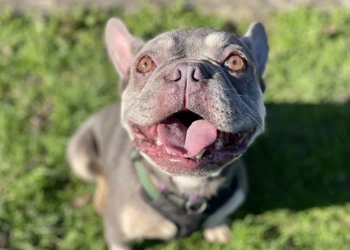 Ozzie Available More Information, male 6yo French Bulldog for adoption at RSPCA Danaher Animal Home, Braintree