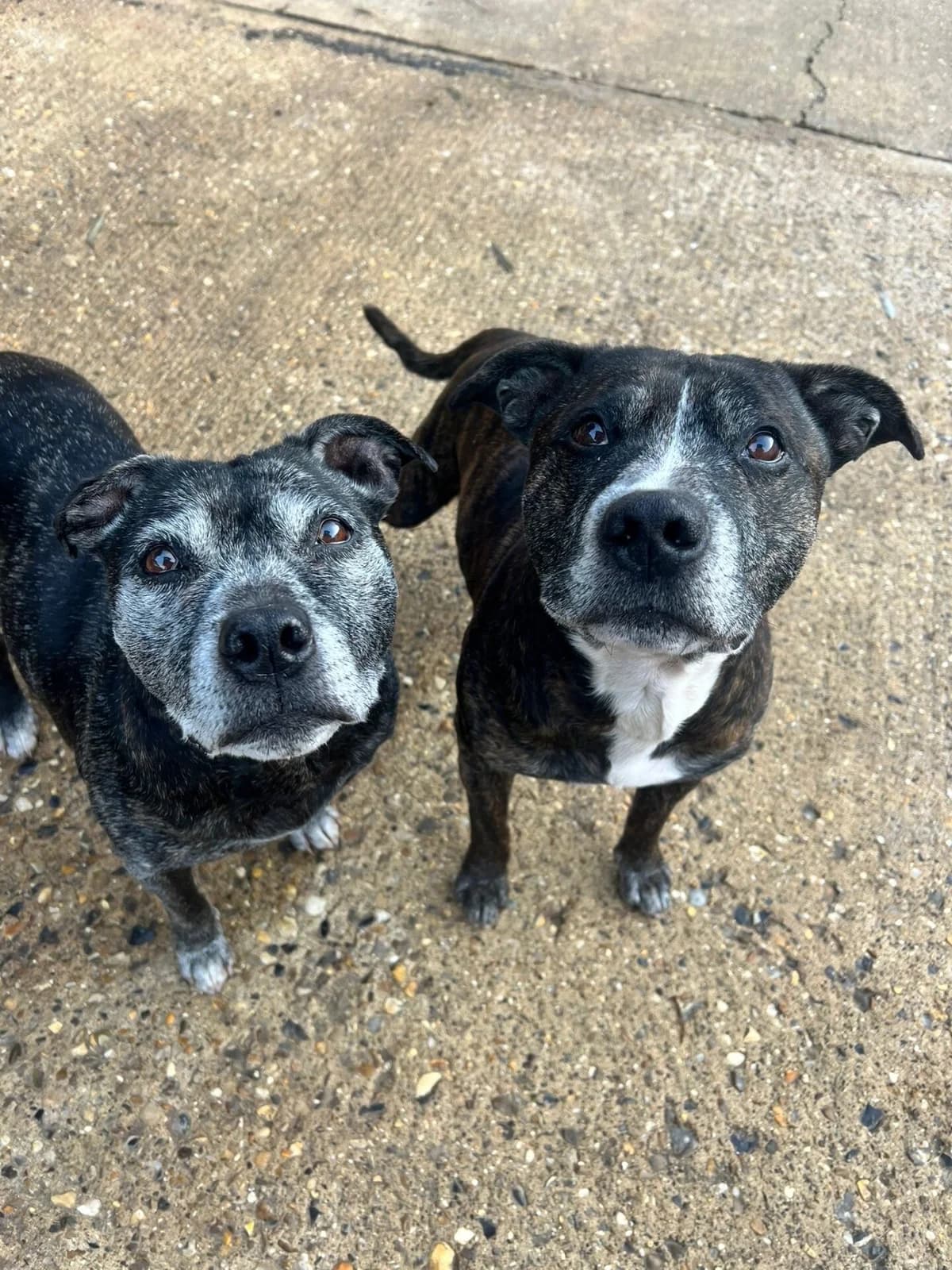 Cagney and Keahn,  (All Dogs Matter)