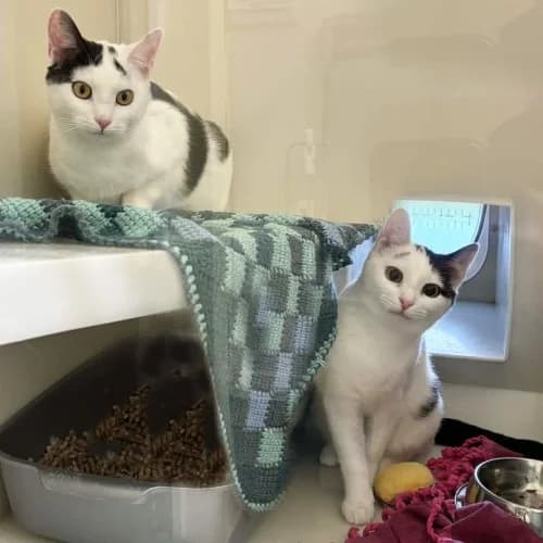 Rickay & Dominic
									
																		
									
										Available
									
									
				, male Mixed Breed for adoption at RSPCA Danaher Animal Home, Braintree