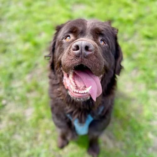Paddington
									
																		
									
										Available
									
									
									
, male Newfoundland for adoption at RSPCA Danaher Animal Home, Braintree