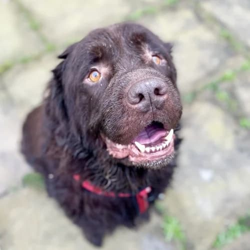 Paddington
									
																		
									
										Available
									
									
									
, brown male Newfoundland for adoption at RSPCA Danaher Animal Home, Braintree — photo 2 of 3