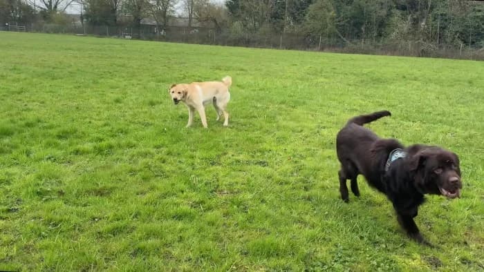 Paddington
									
																		
									
										Available
									
									
									
, brown male Newfoundland for adoption at RSPCA Danaher Animal Home, Braintree — photo 3 of 3