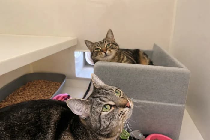 Max & Marley
									
																		
									
										Available
									
									
								,  Mixed Breed Cat for adoption at RSPCA Danaher Animal Home, Braintree