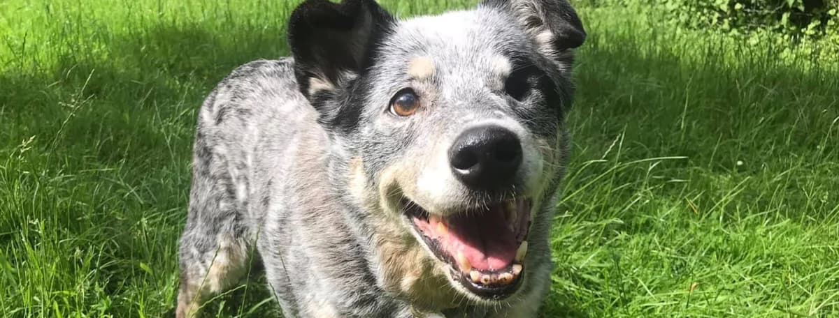 A Gift in Memory,  Miniature Schnauzer for adoption at Hope Rescue, Pontyclun