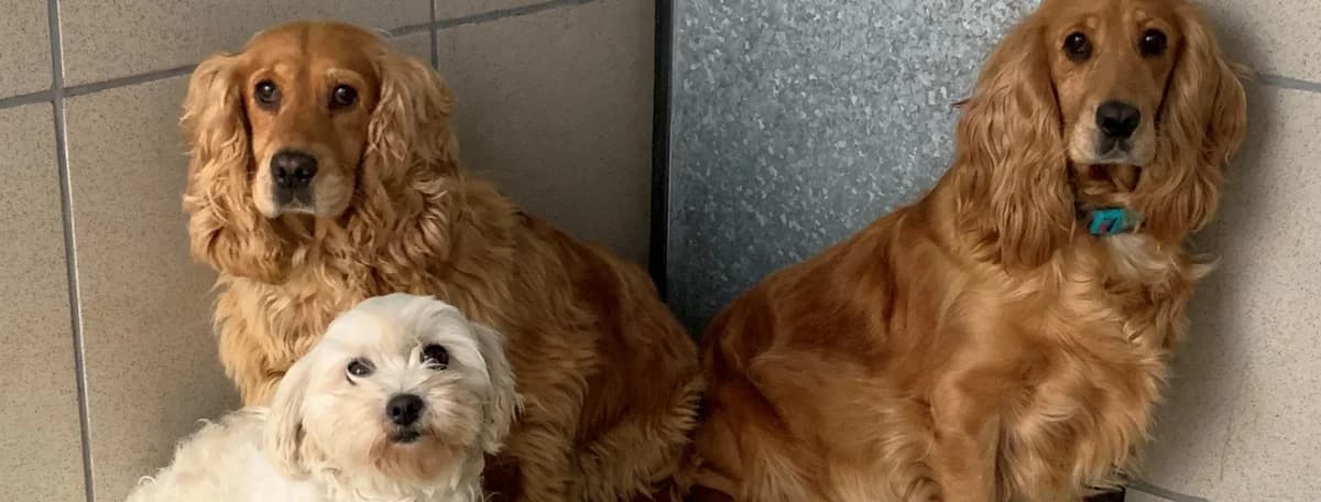 A Huge Puppy Farm Intake, female senior Mixed Breed for adoption at Hope Rescue, Pontyclun