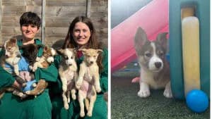 Accessibility,  senior Mixed Breed for adoption at Hope Rescue, Pontyclun