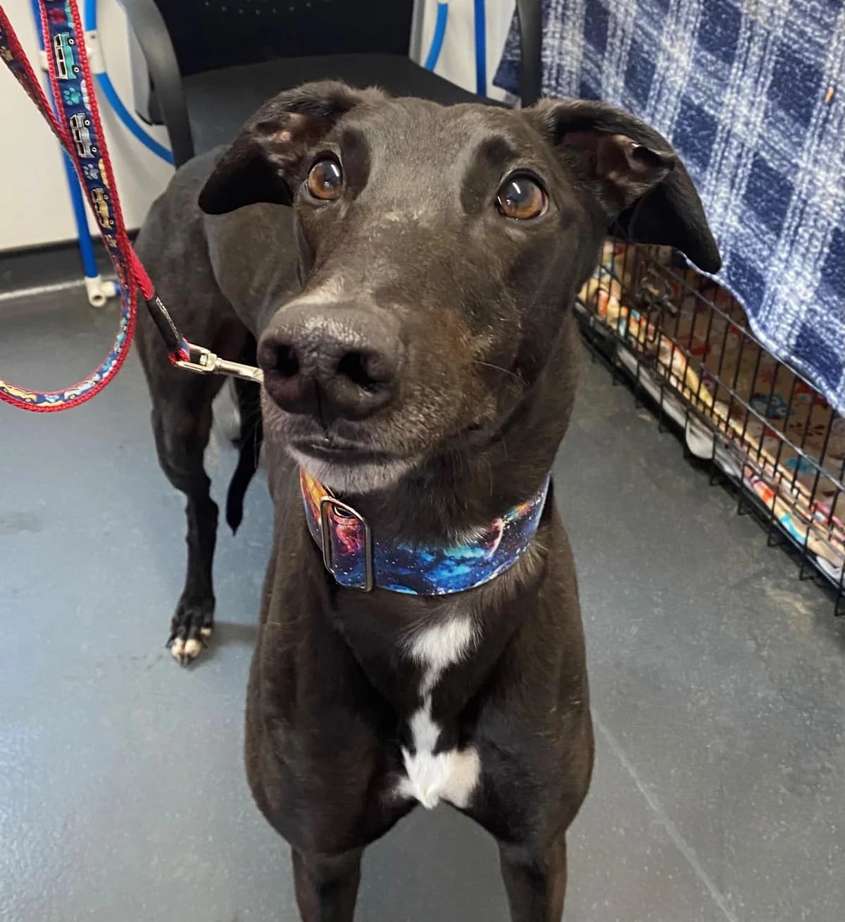 Acey, Mixed Breed (Woodside Animal Welfare)
